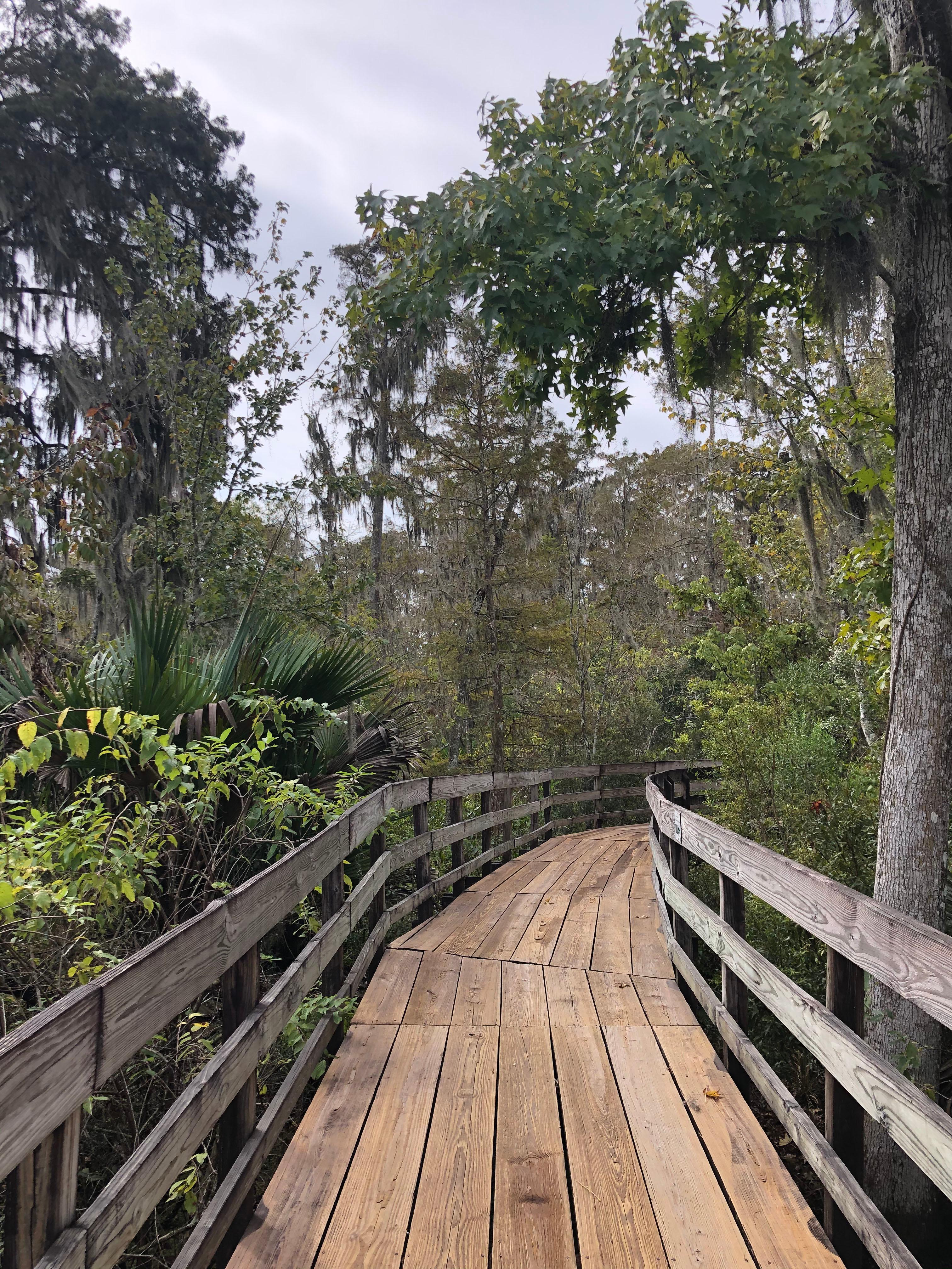 Barataria Preserve photo 5