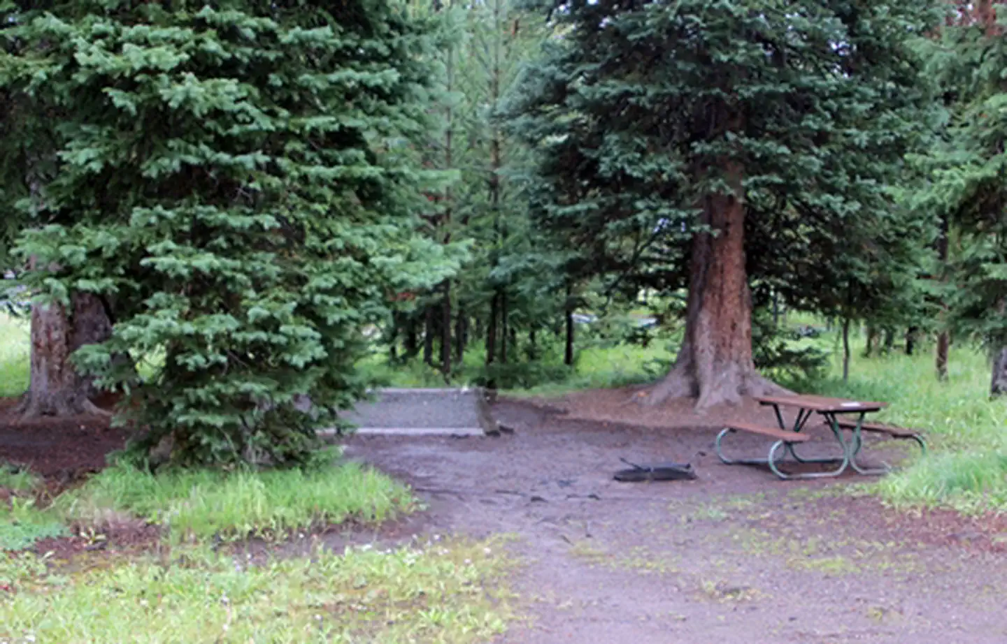Bridge Bay Campground photo 2