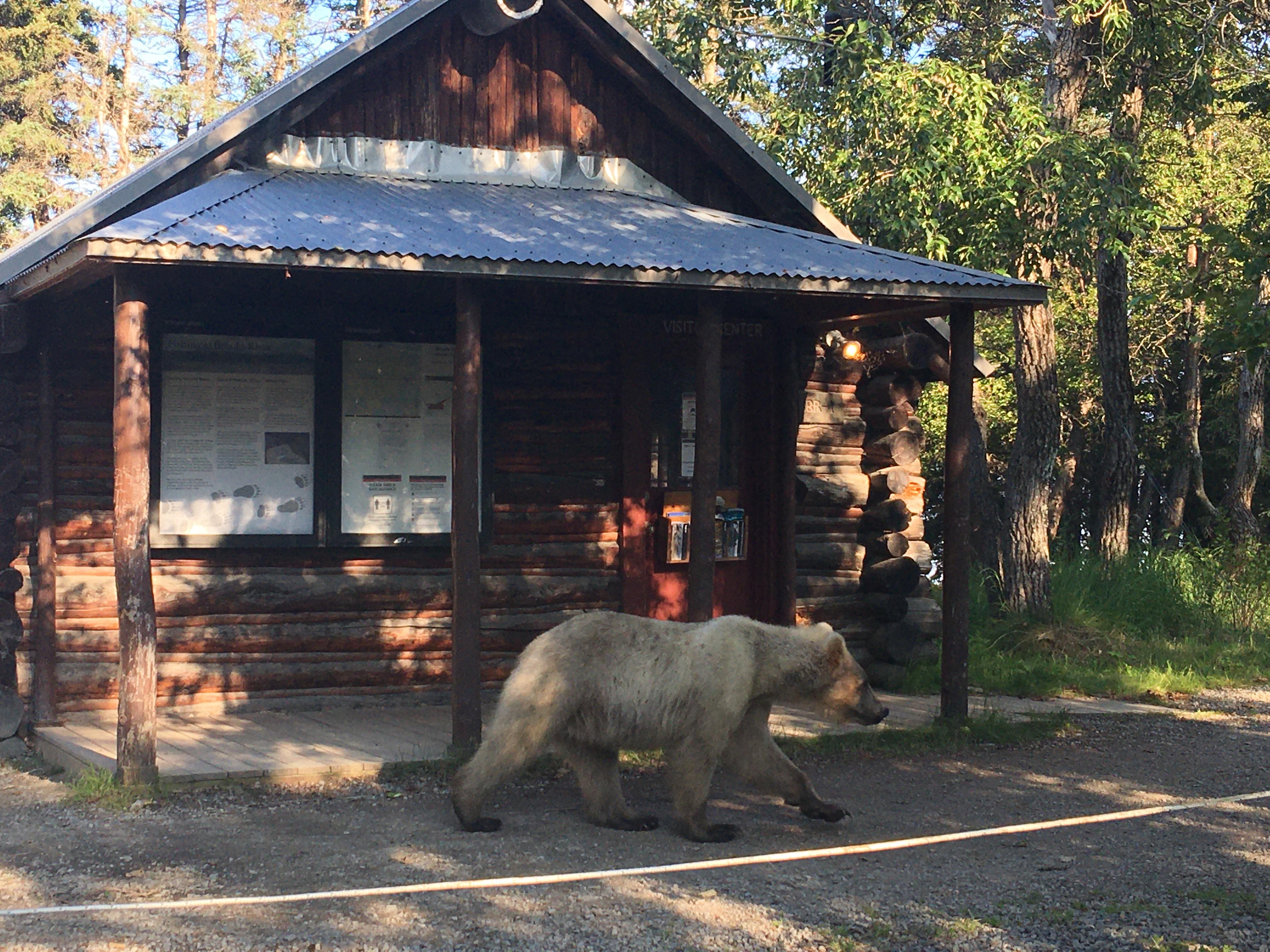 Brooks Camp Visitor Center photo 5