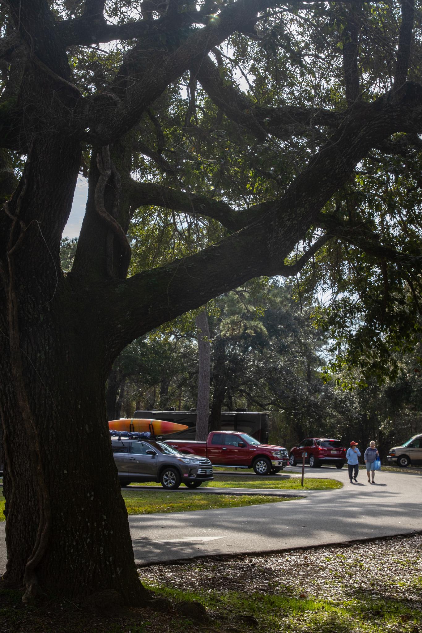 Davis Bayou Group Campground photo