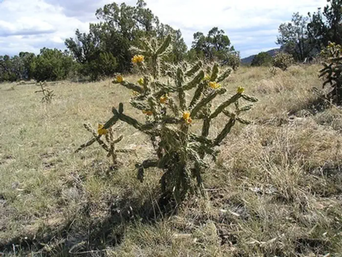 Dinosaur Flats Rec Area photo