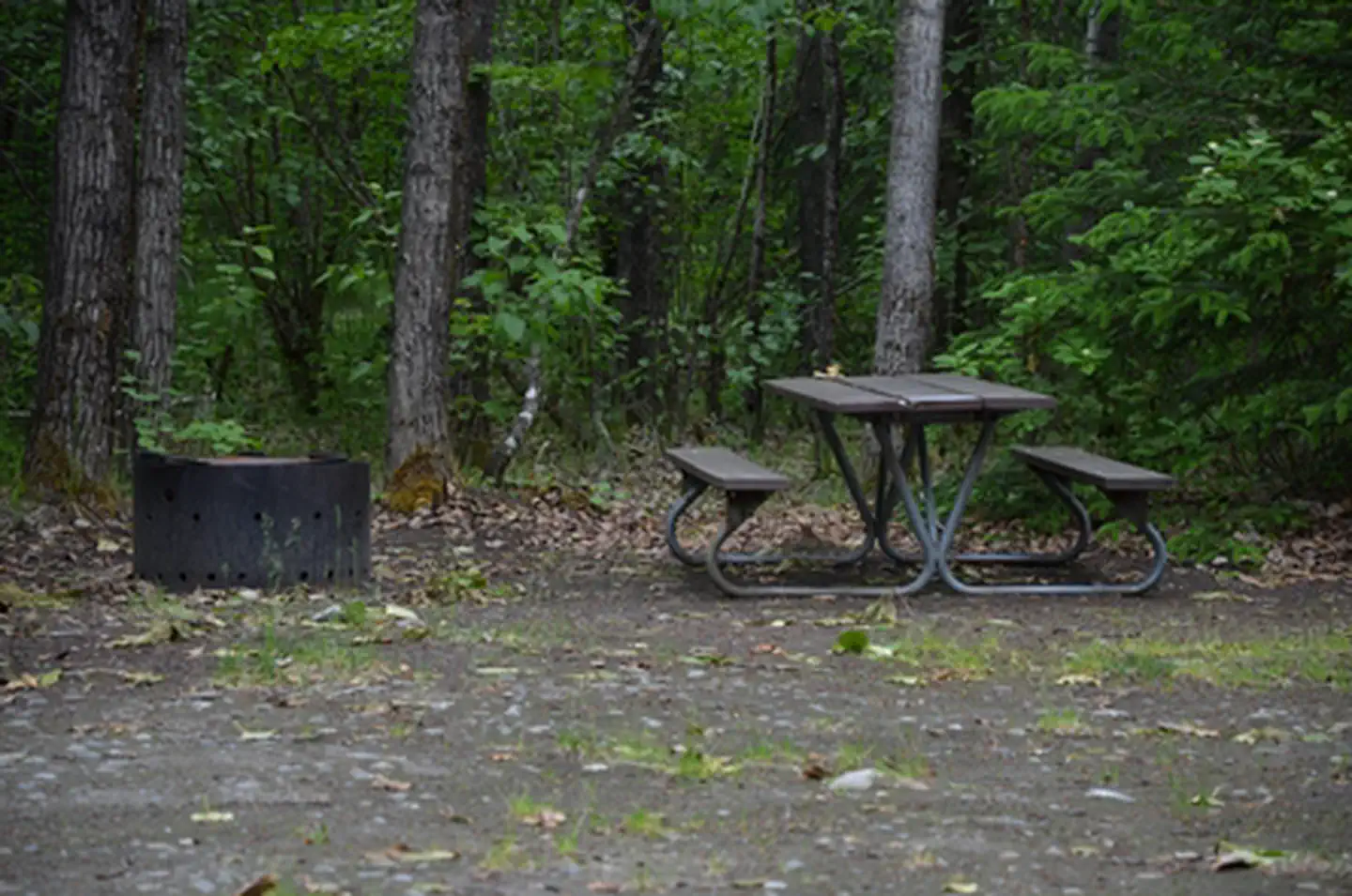 Dyea Campground photo 4