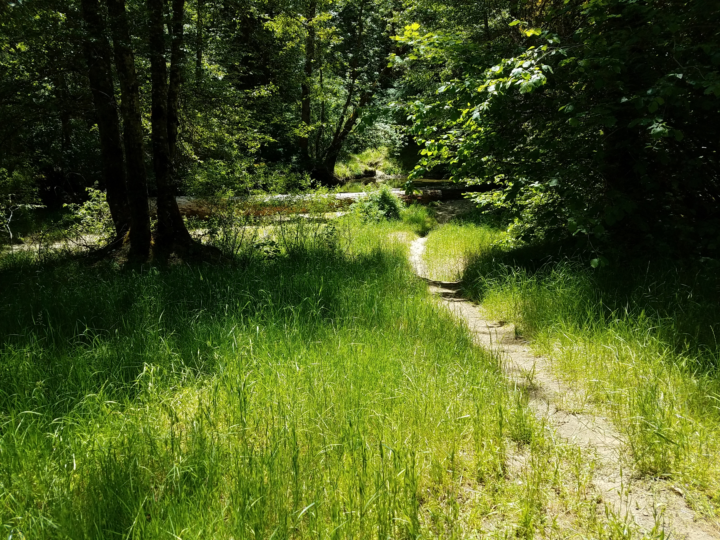 Elderberry Flat Campground photo 2