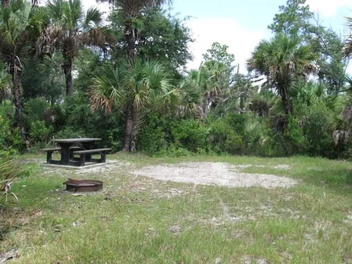 Gator Head photo