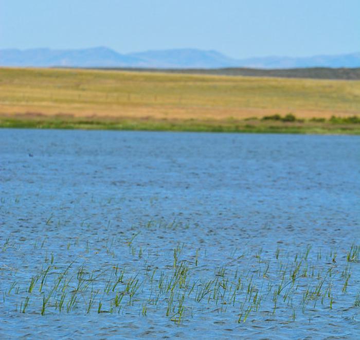 Goldeneye Wildlife photo
