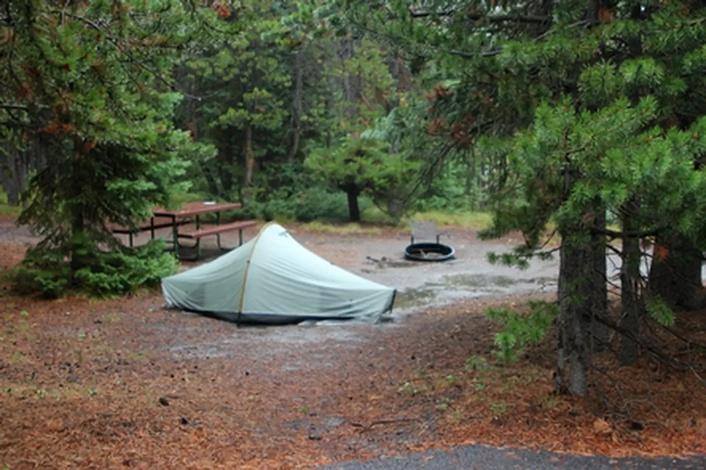Grant Village Campground photo 4