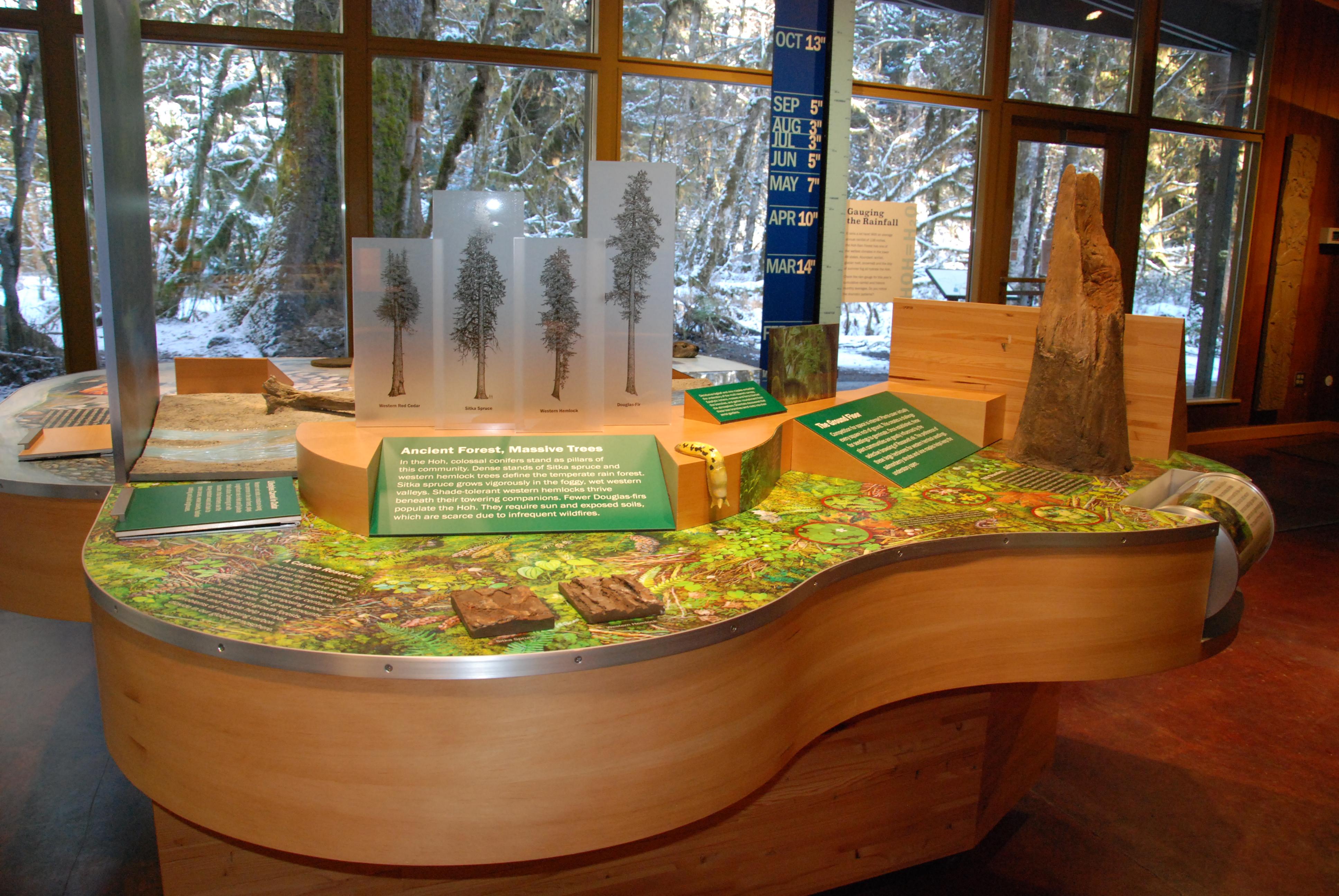 Hoh Rain Forest Visitor Center photo