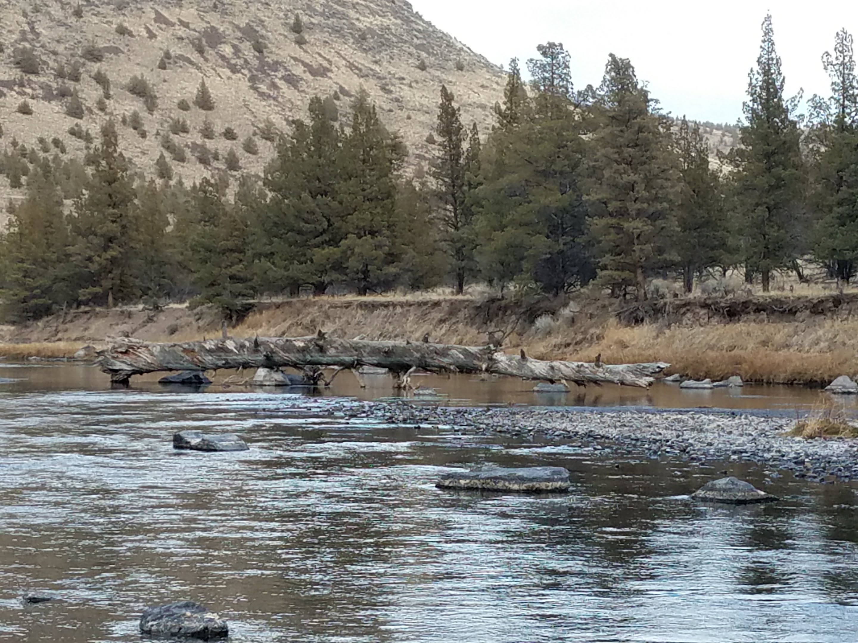 Lone Pine Campground photo 3