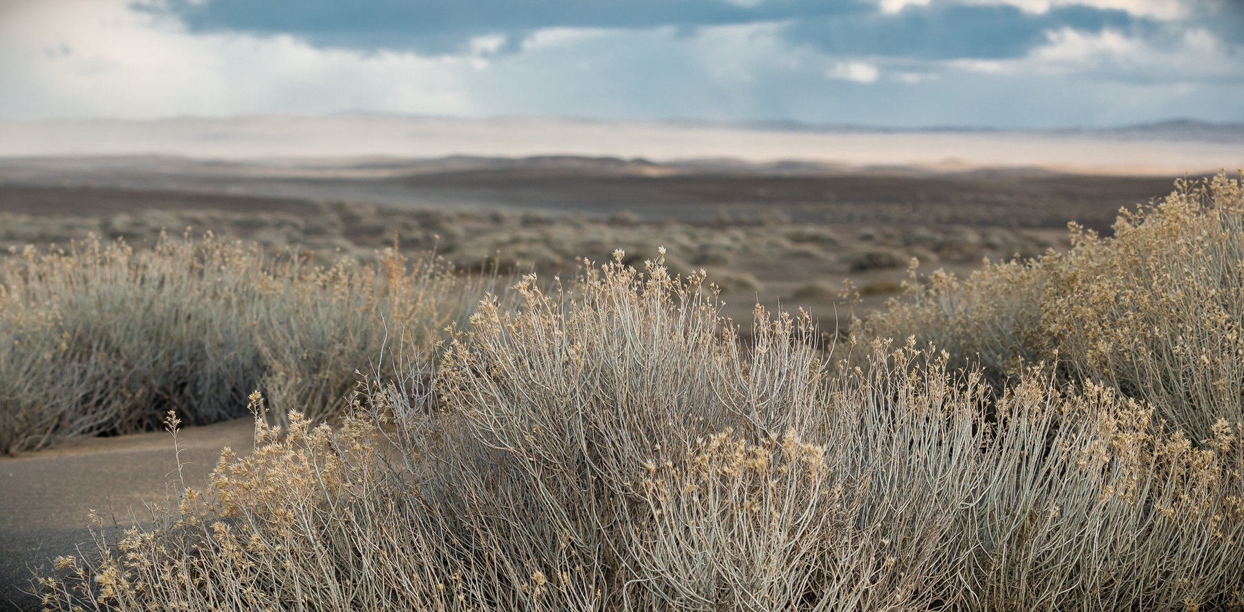 Lost Forest/Dunes/Fossil ACEC photo 3