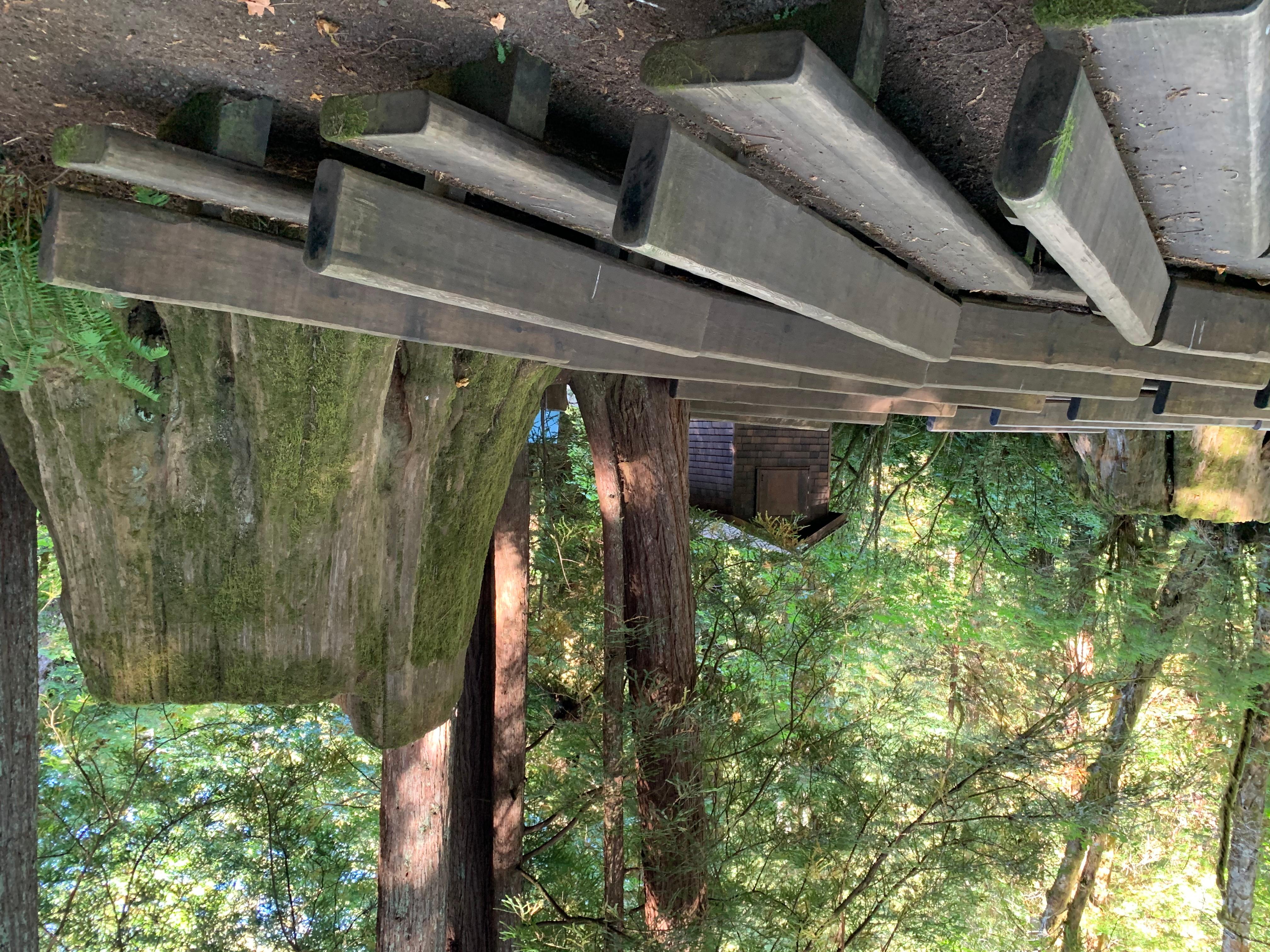 Mill Creek Campground - Del Norte Coast Redwoods State Park photo 4