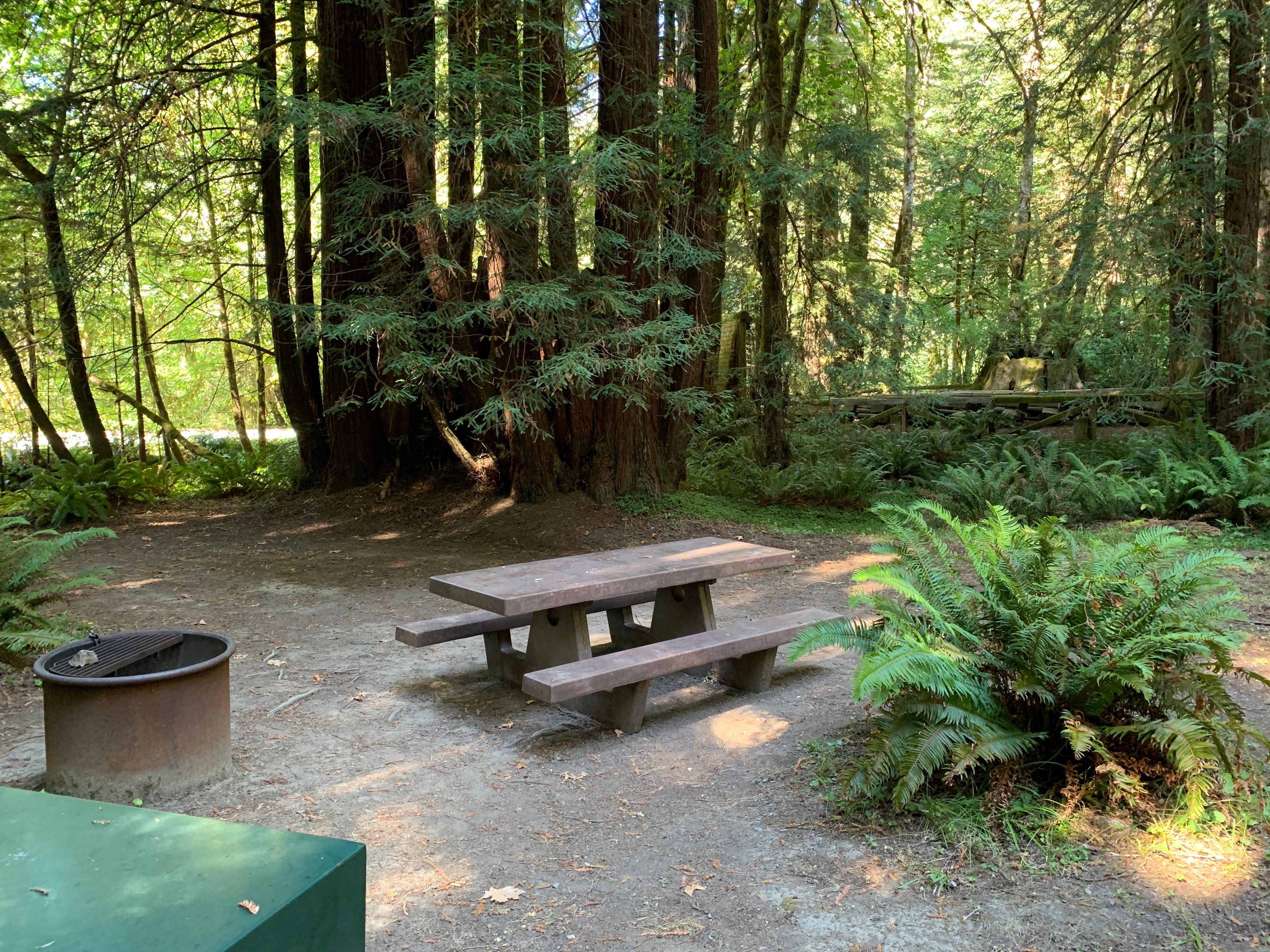 Mill Creek Campground - Del Norte Coast Redwoods State Park photo 5