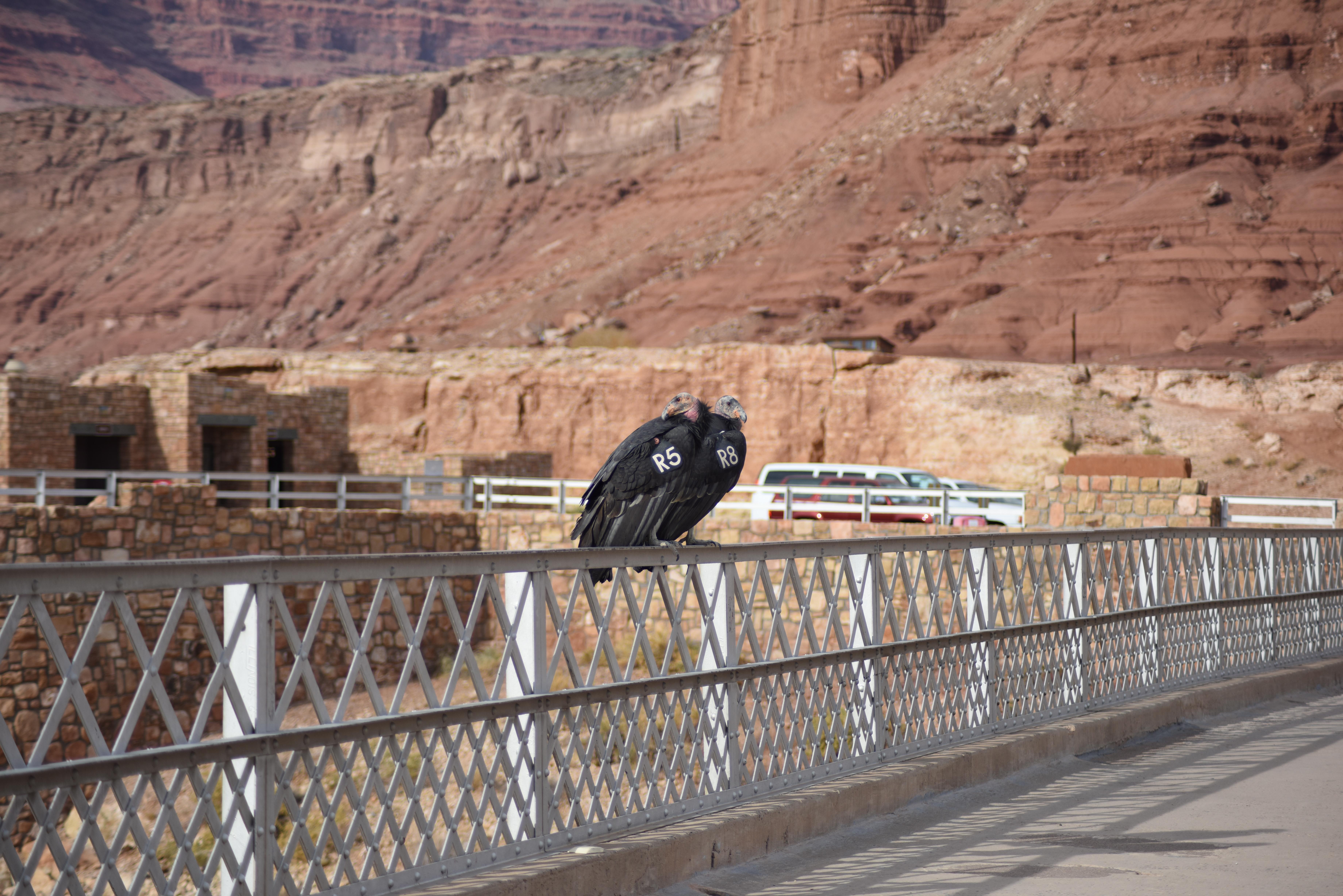 Navajo Bridge Interpretive Center photo 5