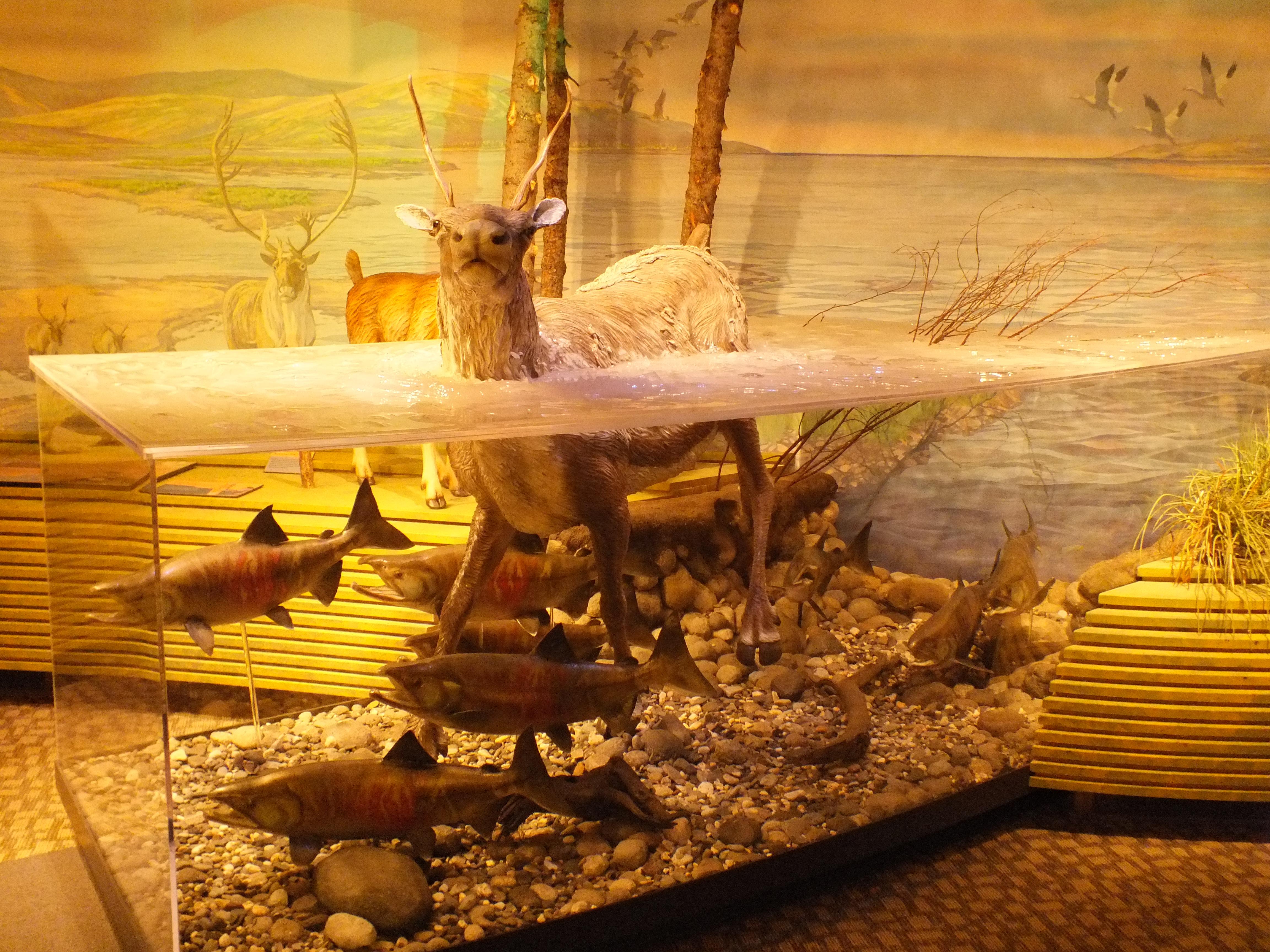 Northwest Arctic Heritage Center photo 2