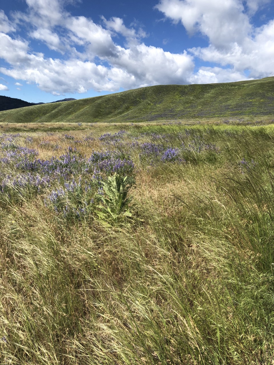 Palmer Mountain photo 2