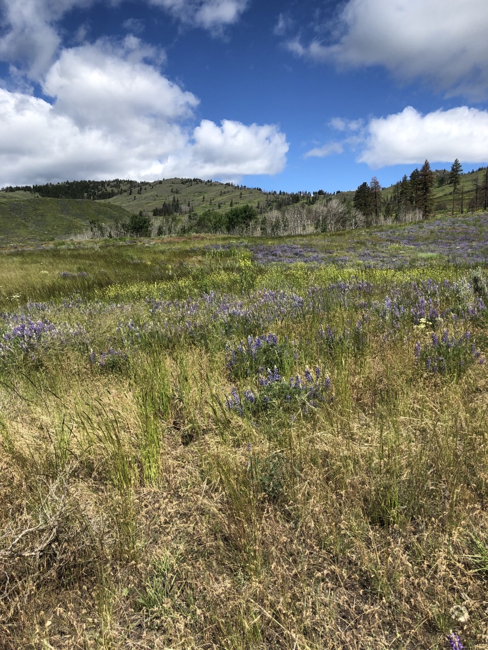 Palmer Mountain photo 3