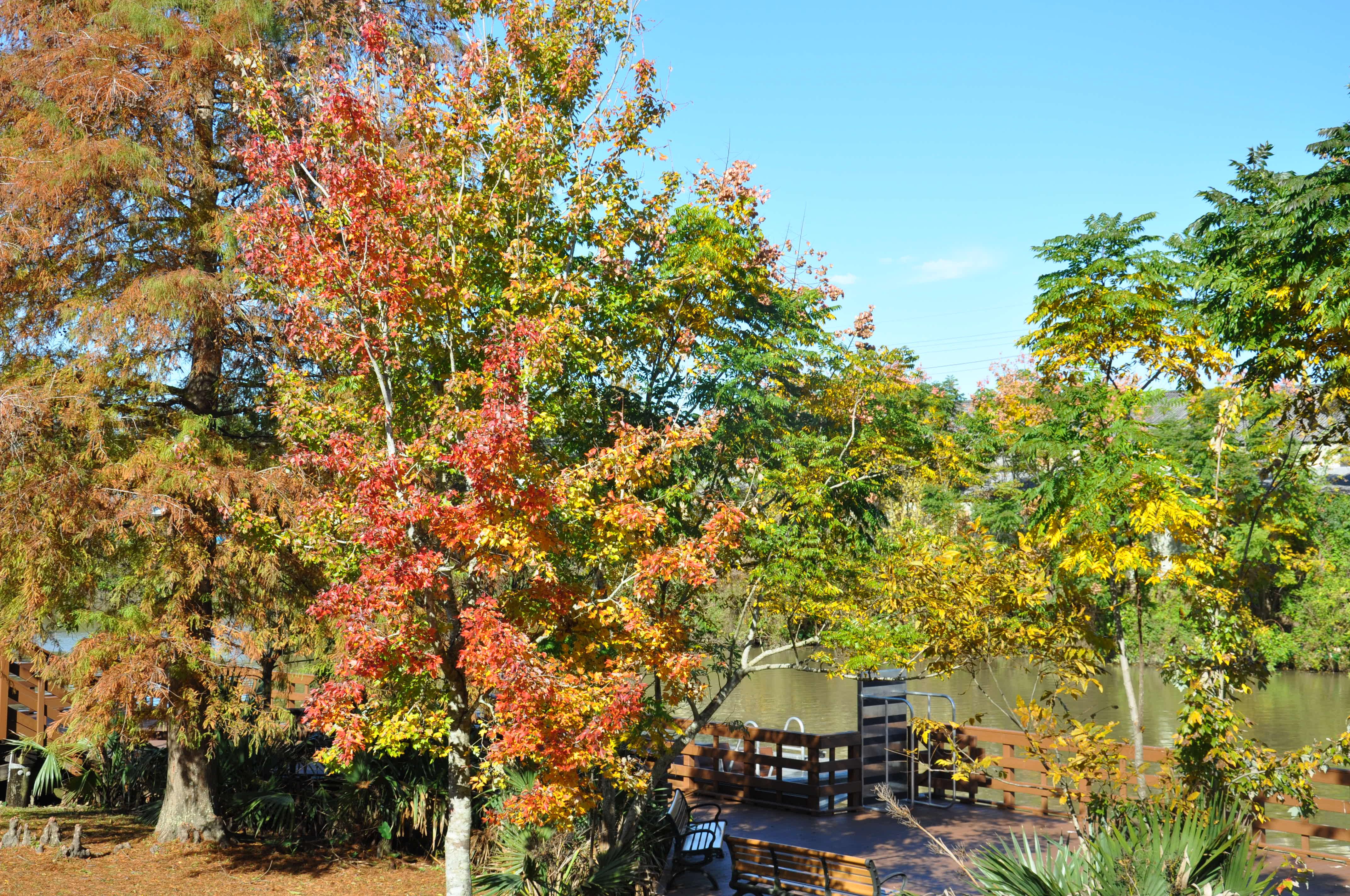 Wetlands Acadian Cultural Center photo 5