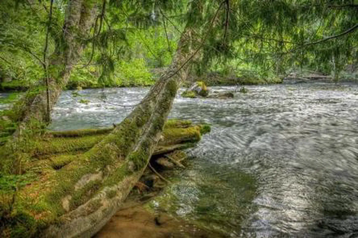 Adams Fork Campground photo