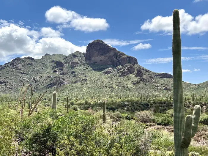 Alamo Canyon Primitive Campground photo 3