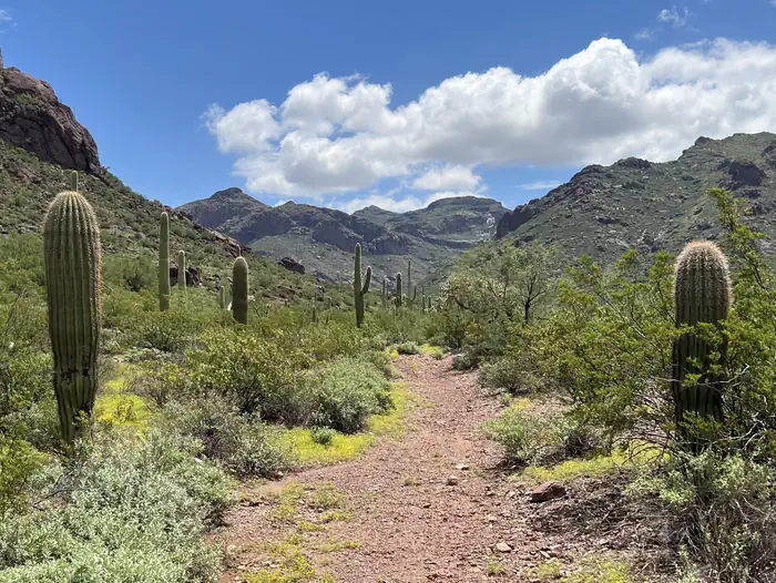 Alamo Canyon Primitive Campground photo 4