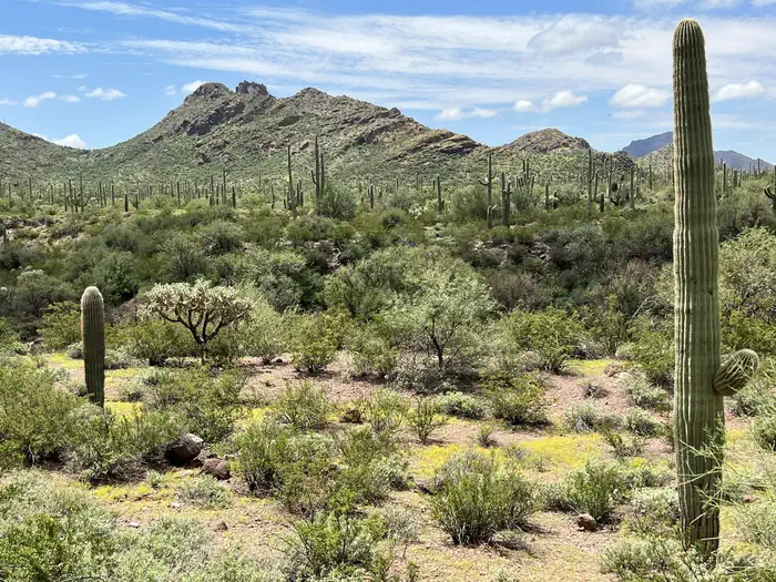 Alamo Canyon Primitive Campground photo 5