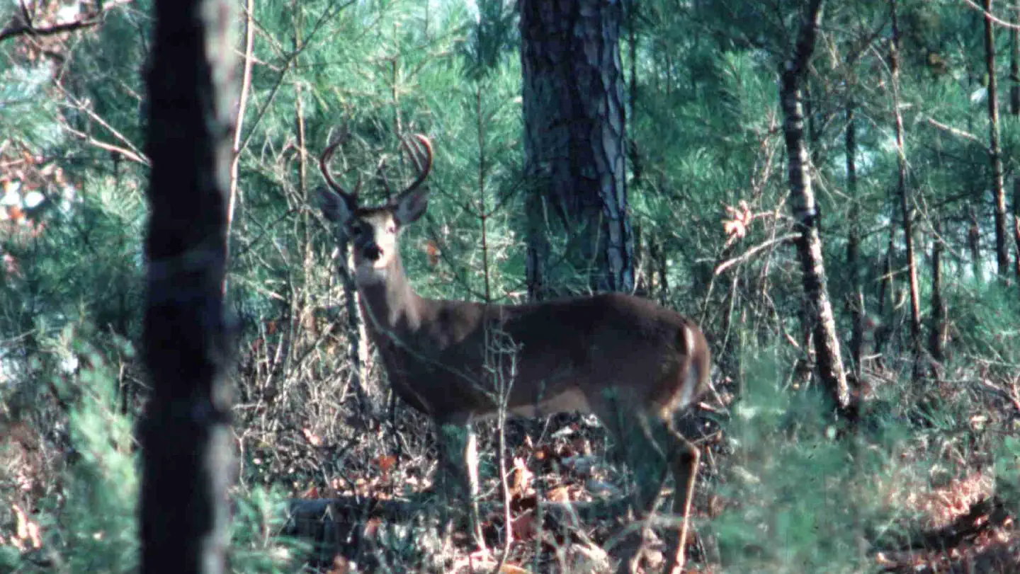 Allatoona Lake Project Hunting Permits photo