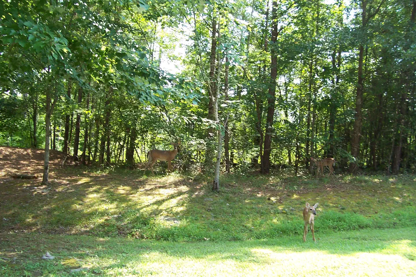 Allatoona Lake Project Hunting Permits photo 2