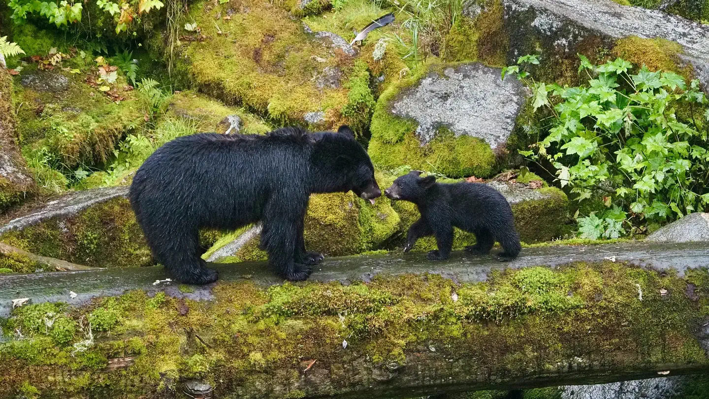 Anan Wildlife Observatory Permits photo