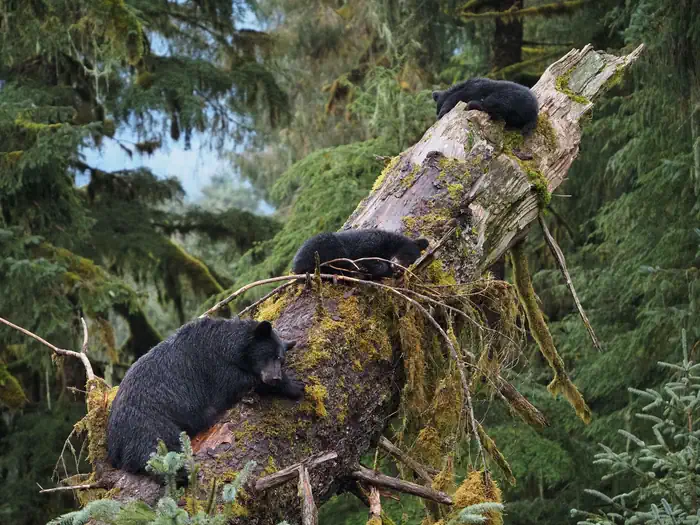 Anan Wildlife Observatory Permits photo 2