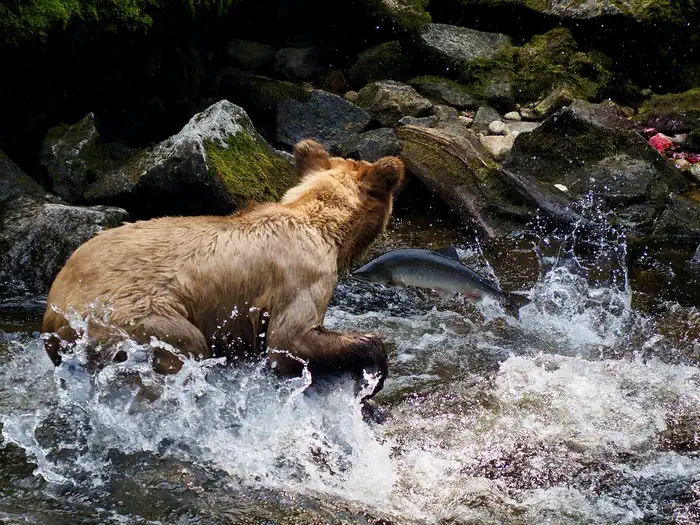 Anan Wildlife Observatory Permits photo 3