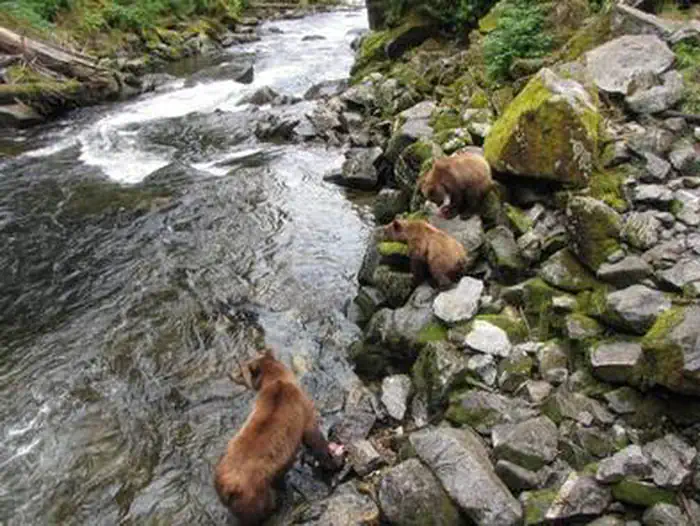 Anan Wildlife Observatory Permits photo 5