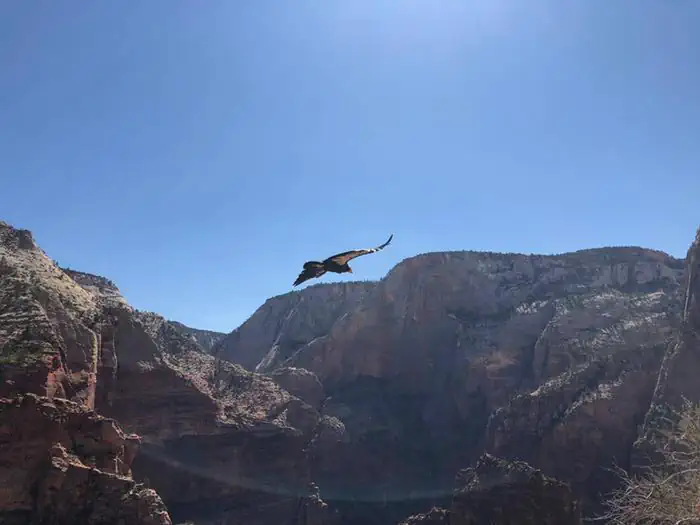 Angels Landing: Summer (Hikes on June 1 – August 31) photo 5