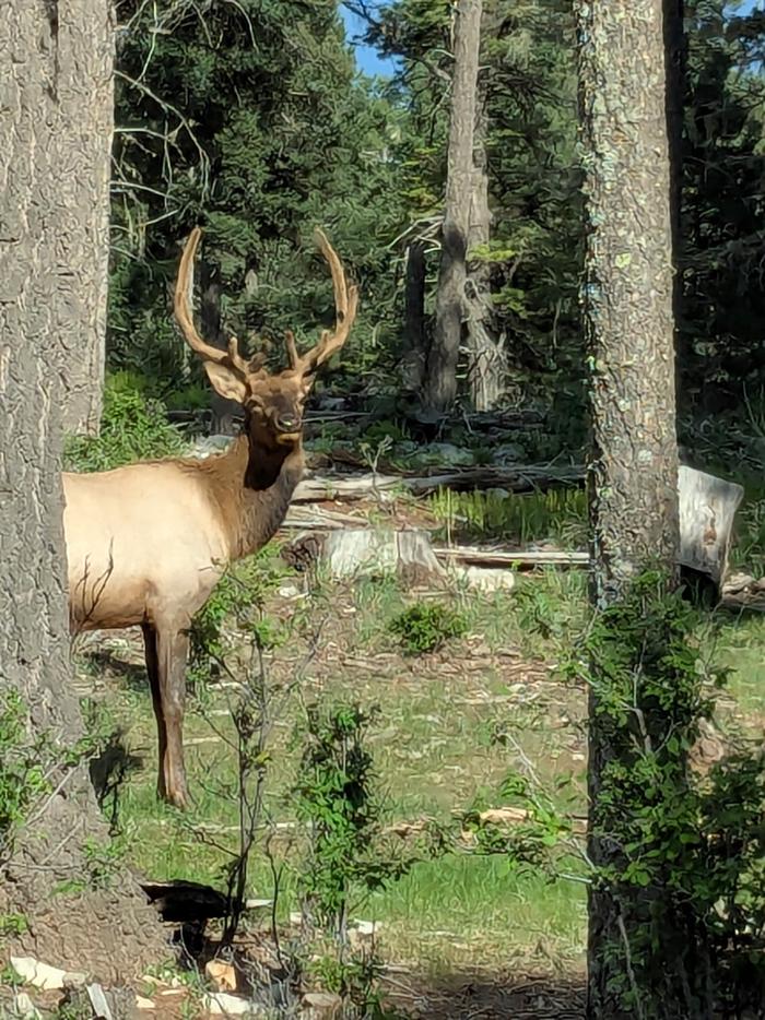 Apache (NM) photo 3
