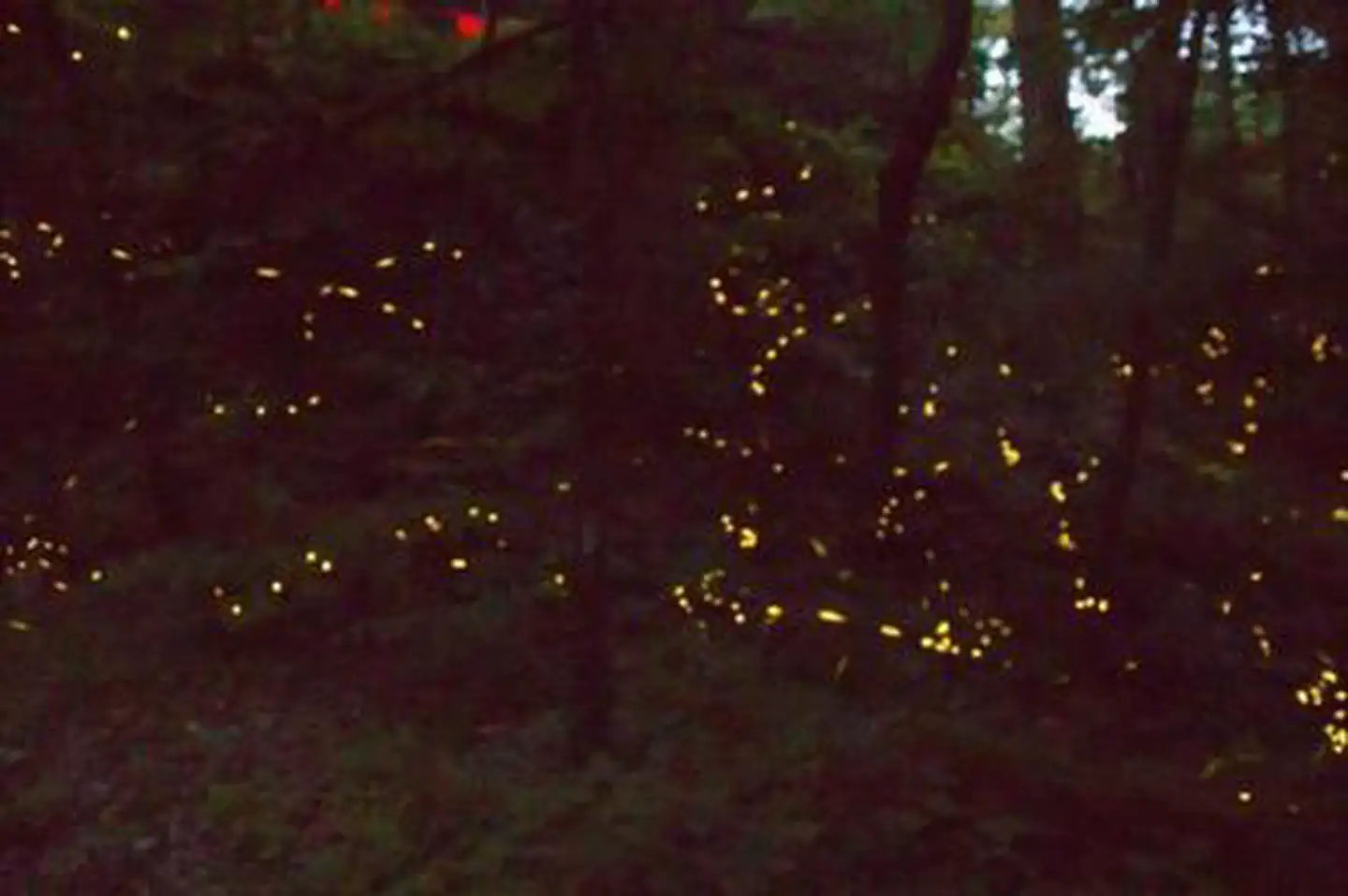 Archived Firefly Event Lottery photo 2