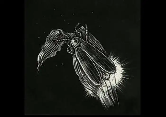 Archived Firefly Event Lottery photo 4