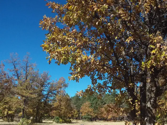 ASPEN (AZ) photo 5