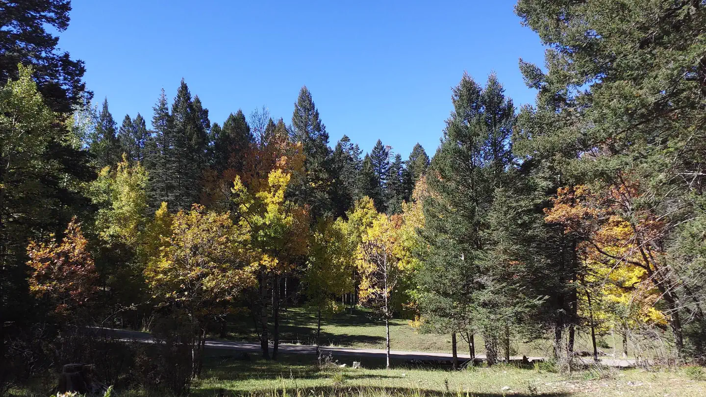 Aspen Group Area (Lincoln National Forest, NM) photo