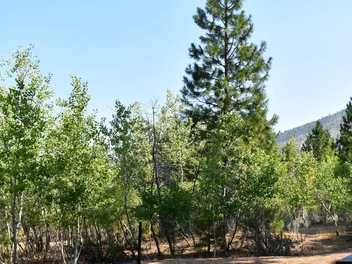 Aspen Grove Campground (CA) photo 2
