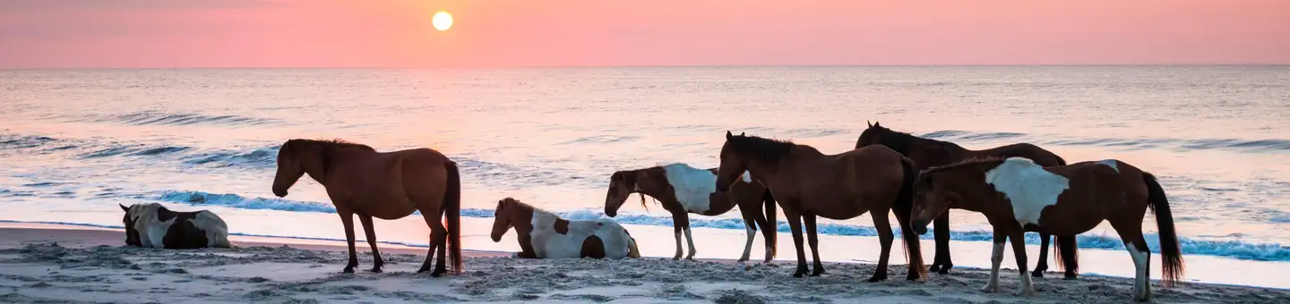 ASSATEAGUE ISLAND NATIONAL SEASHORE CAMPGROUND photo