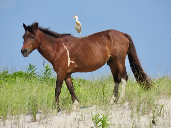 ASSATEAGUE ISLAND NATIONAL SEASHORE CAMPGROUND photo 2