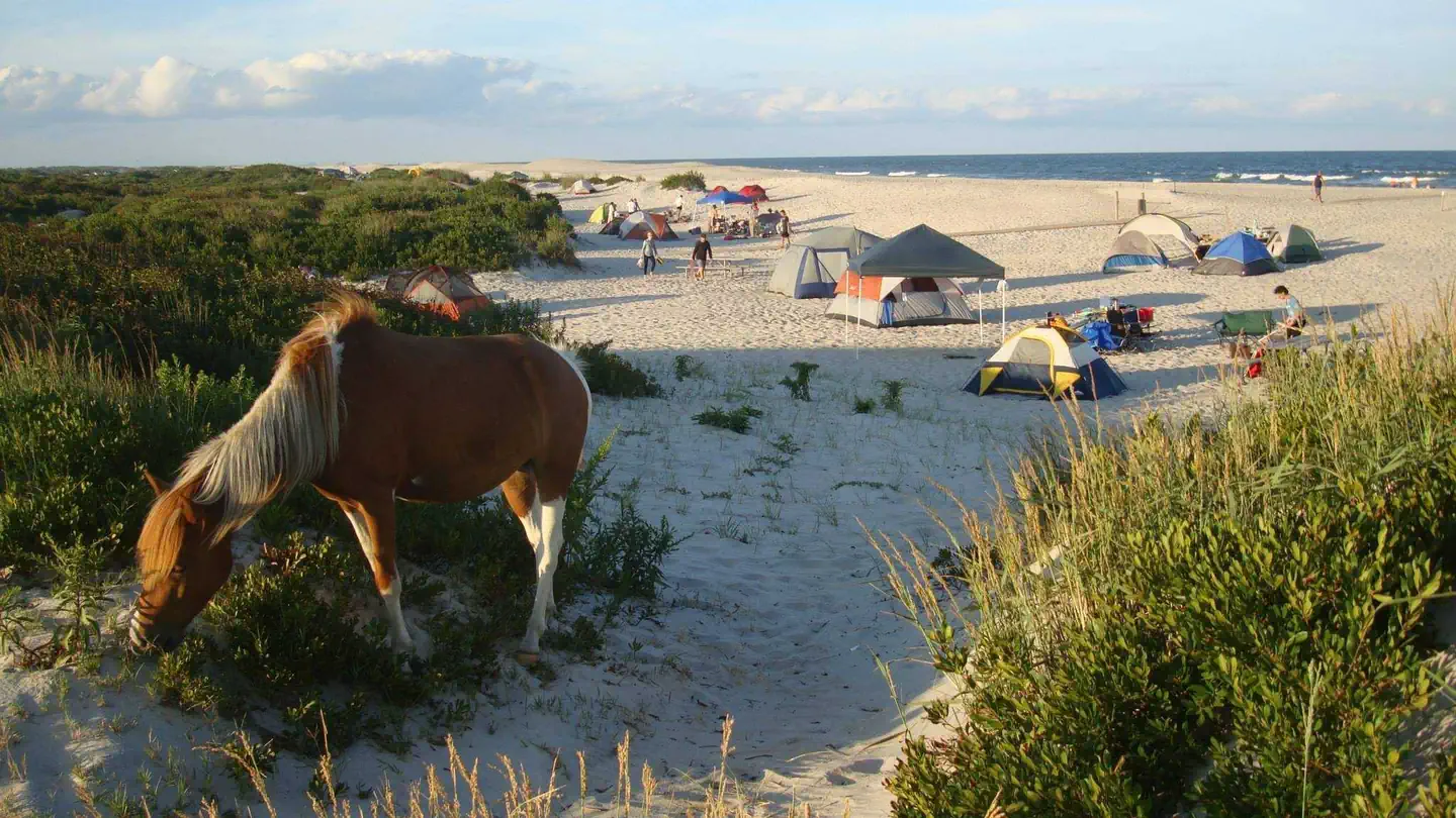 ASSATEAGUE ISLAND NATIONAL SEASHORE CAMPGROUND photo 5
