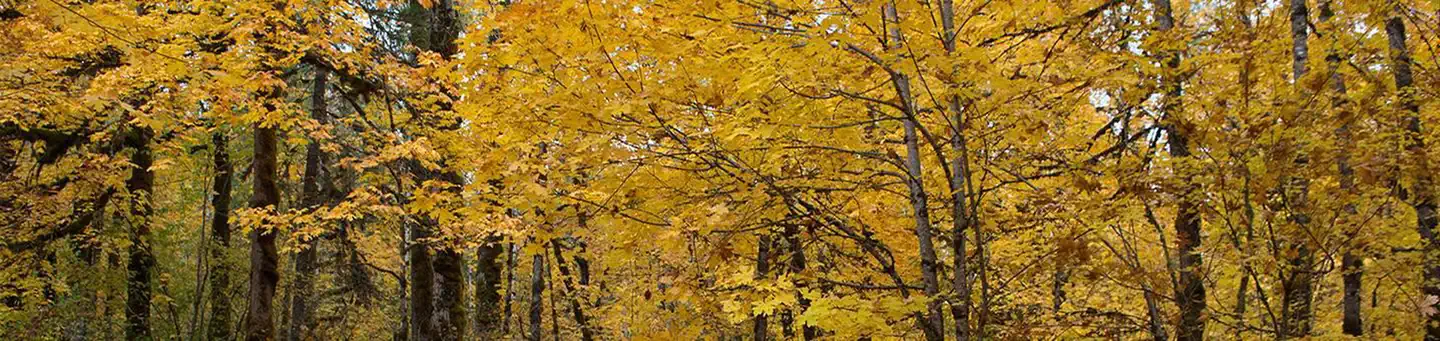 Beaver Campground photo