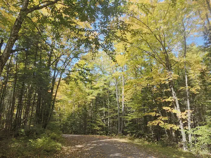 Beaver Lake (Chequamegon-Nicolet NF, WI) photo 5