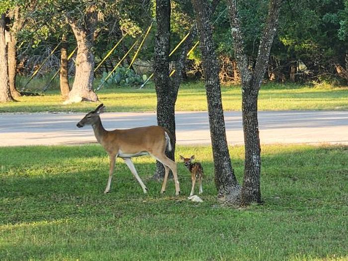 Belton Lake Archery Deer Hunt Permits photo 2