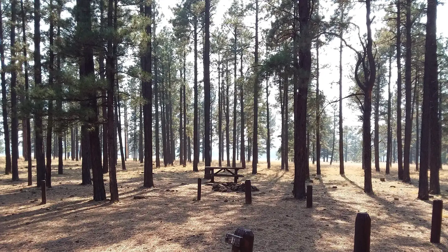 BENNY CREEK GROUP AREA photo