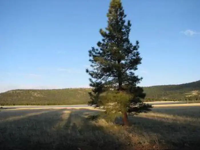 BENNY CREEK GROUP AREA photo 3