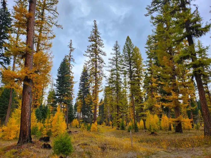 BIG LARCH CAMPGROUND photo 3