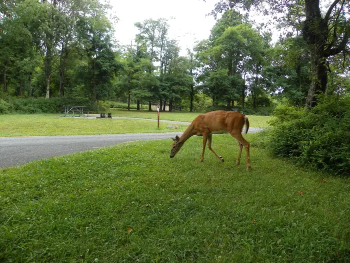 Big Meadows Campground - Shenandoah (VA) photo 2