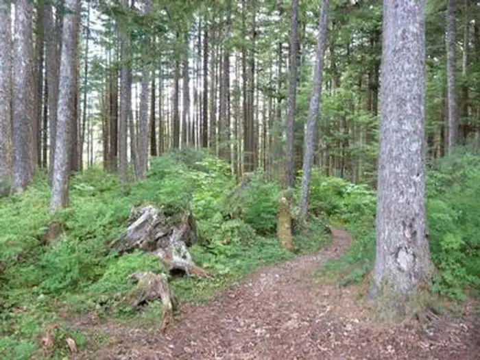 BIG SHAHEEN CABIN photo 2