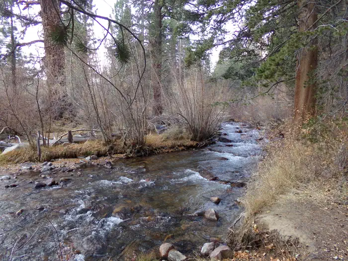 Bishop Park Campground (CA) photo 4