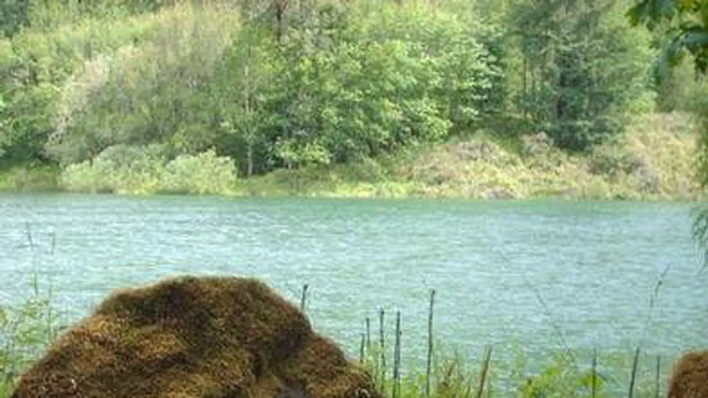 Black Canyon Campground (Willamette National Forest, OR) photo